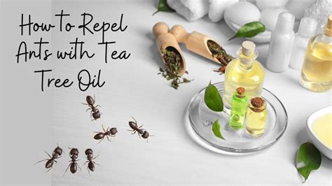 Do Ants Like Tea Tree Oil?