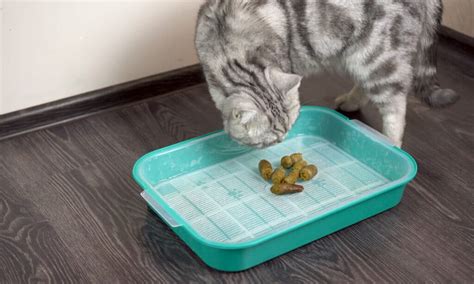 Do Cats Poop Less on Wet Food?