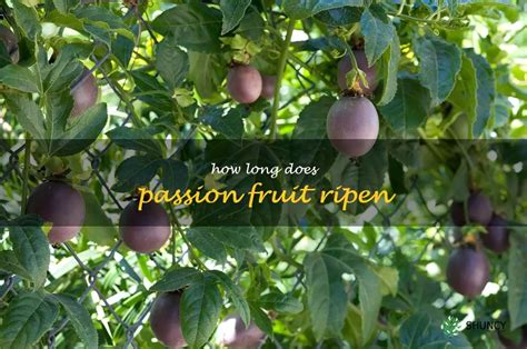 How Long Does It Take for Passion Fruit to Ripen?